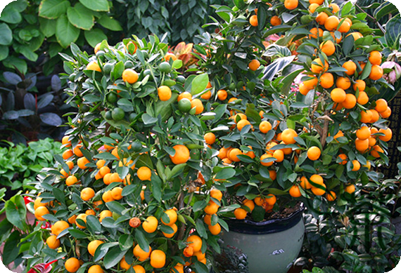 ต้นส้มจี๊ด ราคา
