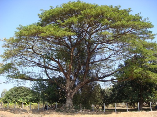 ต้นจามจุรี ราคา
