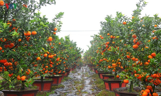 ส้มมีกี่ชนิด