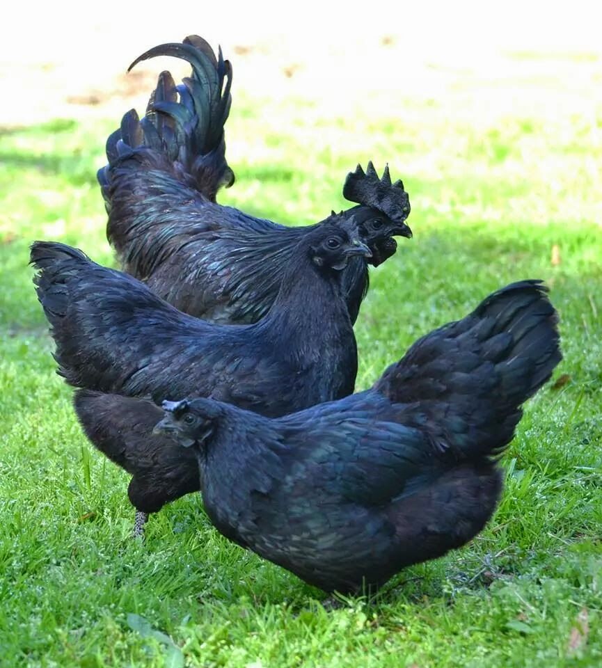 ไก่กระดูกดำ