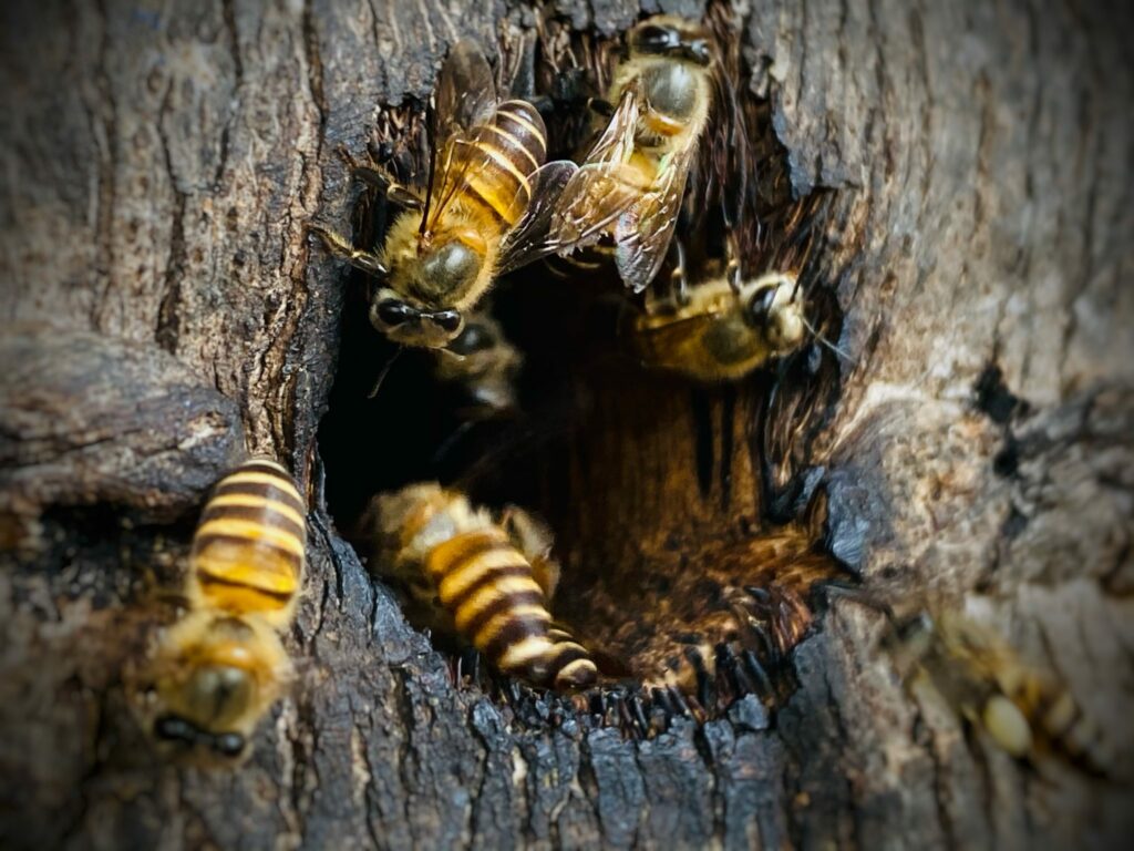 ผึ้งโพรง