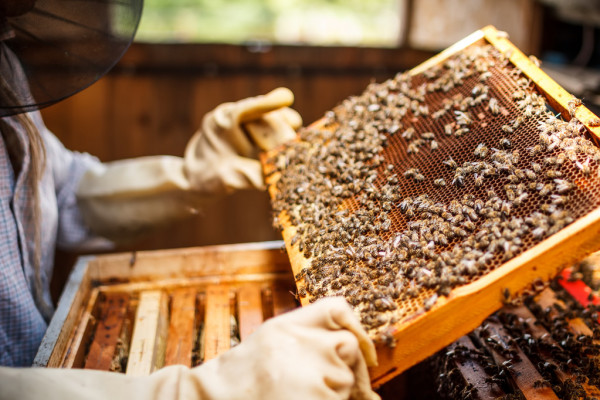 การรวมรังผึ้ง
