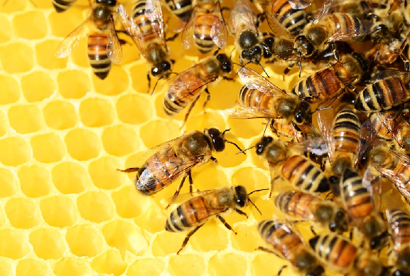 การเลี้ยงผึ้ง