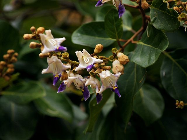ซ้อนอร์ทเทิร์นไวท์บีช (Gmelina fasciculiflora) 