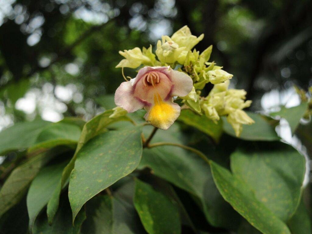 ซ้อหิน (Gmelina racemosa)