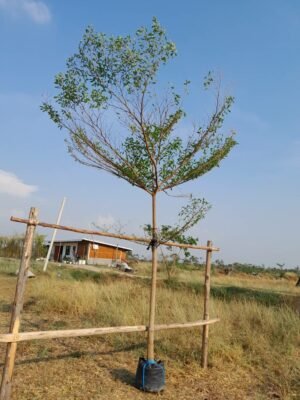 หูกระจงเบอร์01