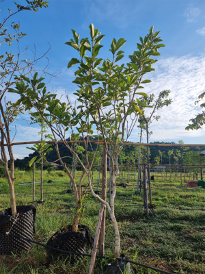 แก้วมุกดา 2 นิ้ว