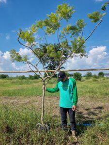 ศรีตรังไม้ล้อม