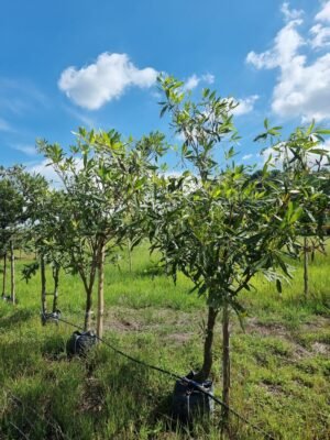 กระดิ่งนางฟ้า