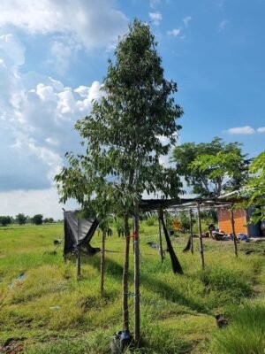 บุนนาค4นิ้ว