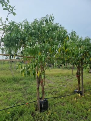 พุดกังหัน