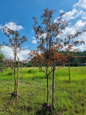 หูกระจงแดง