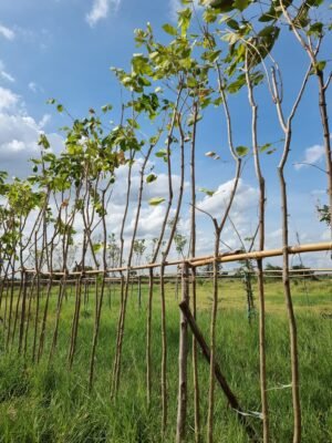 เสลา หน้า 1 นิ้ว