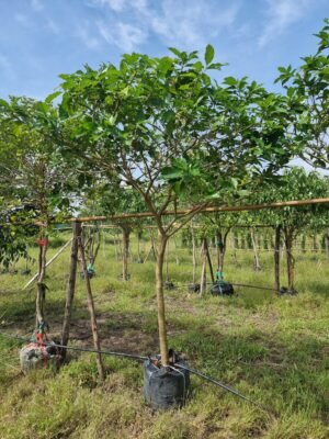 พุดกุหลาบ 2.5 นิ้ว