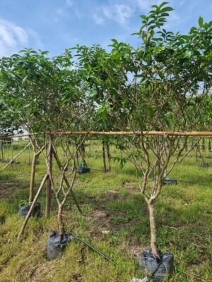 พุดจีบ 2 นิ้ว