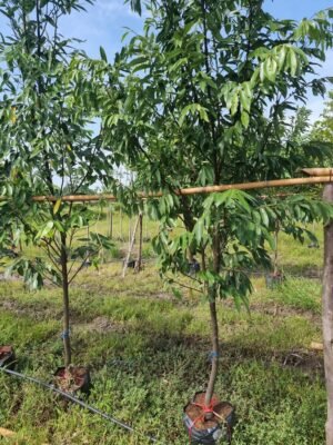 ลำดวน 1 นิ้ว