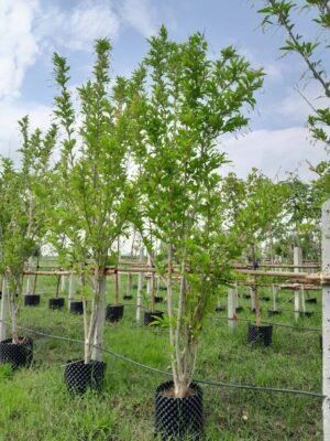 บุหงาส่าหรี หน้า 3 นิ้ว สูง 3-4 เมตร