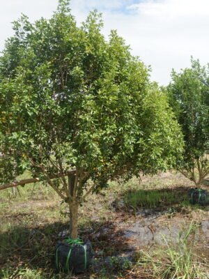 ประยงค์พุ่มกว้าง