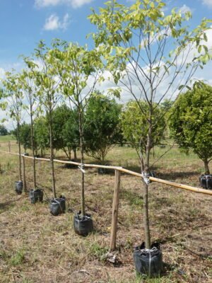 อินจัน1.5นิ้ว