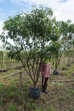 อินจัน3นิ้ว