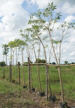 เหลืองปรีดียาธร ไม้ล้อม