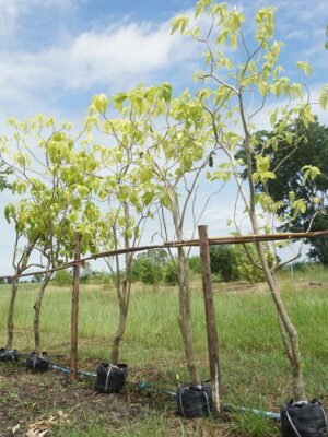 แสงจันทร์