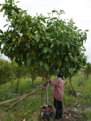 แก้วมุกดา