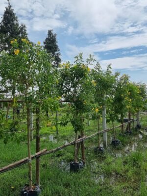 ทองอุไร