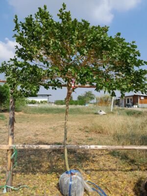 แก้วเจ้าจอม เบอร์01