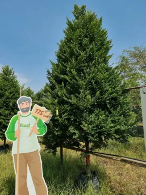 ล่ำซำ ฟอร์มแน่นสวย สูง 2.5- 3 เมตร