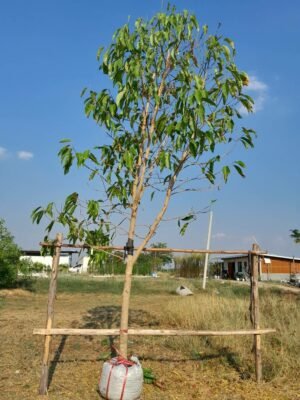 จำปีเบอร์15