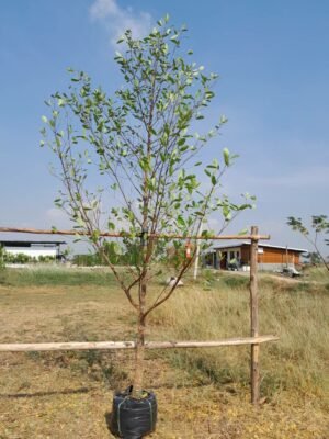 มั่งมี3นิ้ว เบอร์01