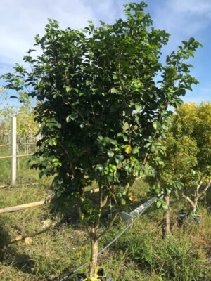 แก้วลิลลี่