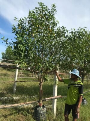 กันเกรา 2.5 ม.