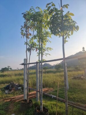 มะฮอกกานี 2.5 นิ้ว