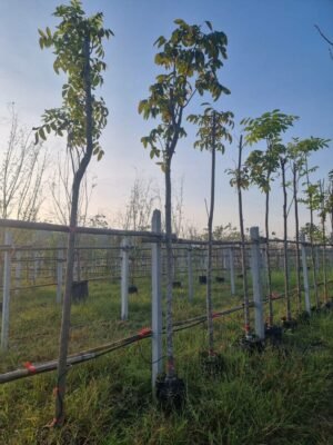 มะฮอกกานี 3 นิ้ว