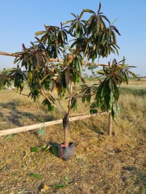 เป็ดแดง