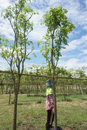 ต้นปีบทอง