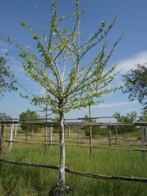 น้ำเต้า