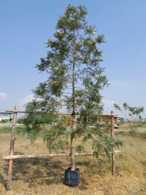 ซิลหน้า 3 - 01