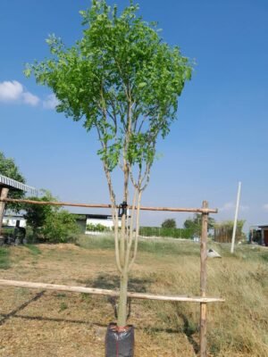 กระพี้จั่น หน้า 3 นิ้ว