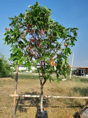 ต้นอโศกน้ำ เบอร์12