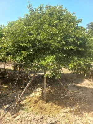 แก้วเจ้าจอม หน้า 2 นิ้ว ราคา 9900