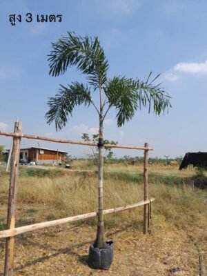 ปาล์มหางกระรอกหน้า 3 เมตร
