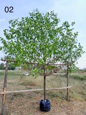 กันเกราหน้า 3 เบอร์ 2