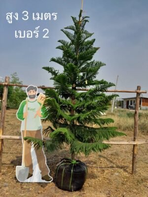 สนฉัตร สูง 3 เมตร เบอร์ 02