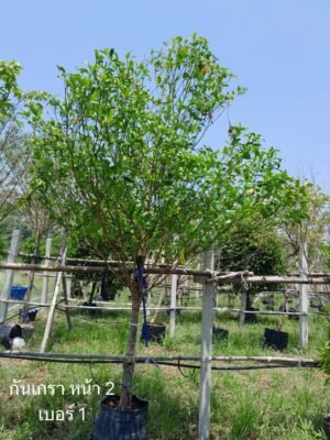 กันเกรา หน้า 2 สุง 2 เมตร เบอร์ 1