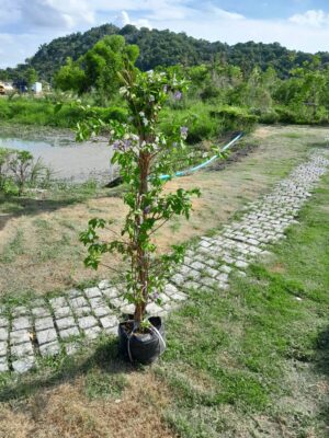 พุดสามสี สูง 1 เมตร