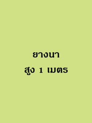 ยางนา สูง 1 เมตร