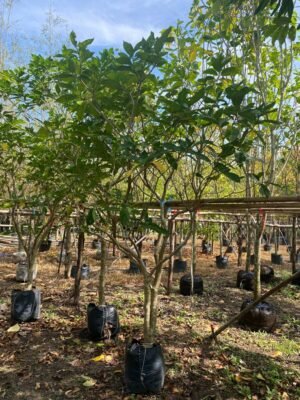 พุดกุหลาบ หน้า 2.5 นิ้ว สูง 1.8 เมตร